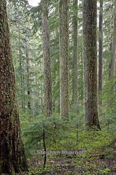 crabtree oldgrowth 3510l graph